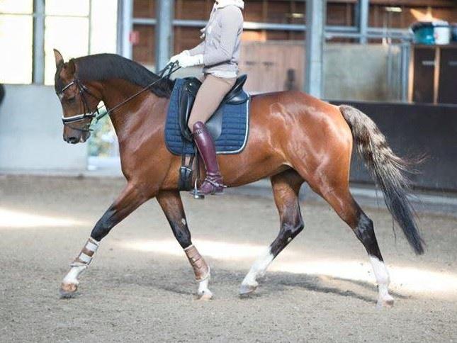 Escada v. Wynton x Flemmigh