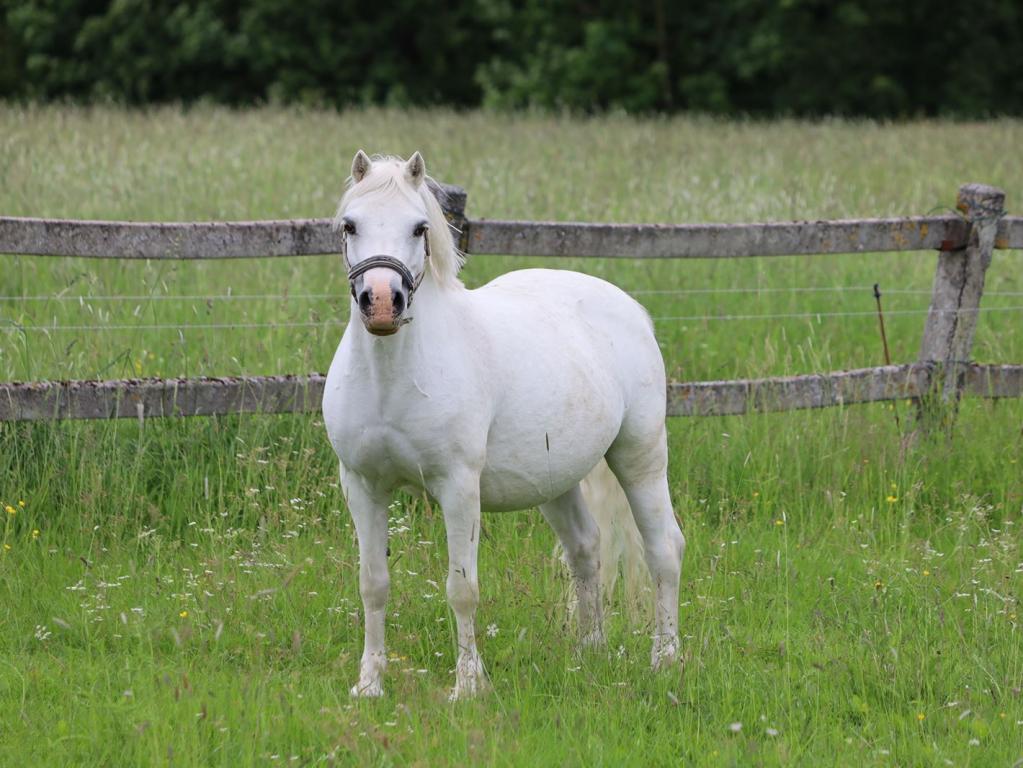 Ysselvliedts Saigon v. Vollenhofs Hynod x Baledon Jeremiah